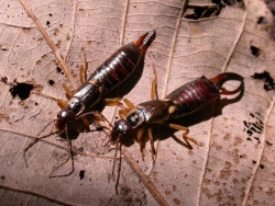 Earwigs are mostly nocturnal and cause damage to foliage, flowers and other crops. 