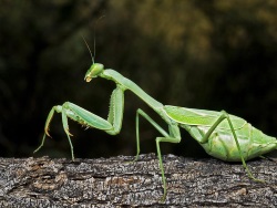 Praying Mantis feed on a variety of insects, including moths, crickets, grasshoppers and flies. 