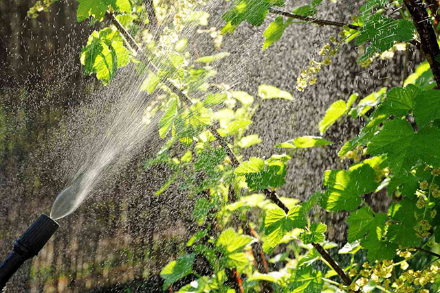 Consistent spraying schedules will help keep your fruit trees in great shape for years to come.