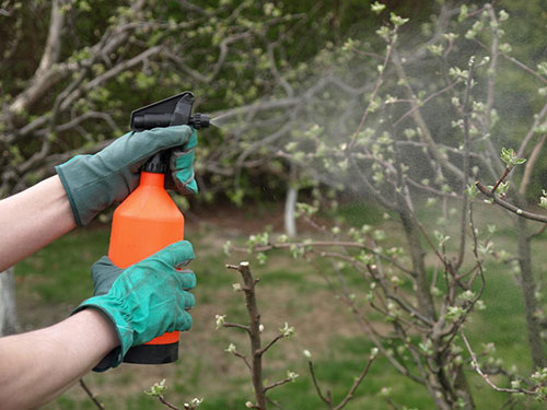 Olson's Pest Control offers tree spraying services to help with fruit trees and other shrubs on your property.