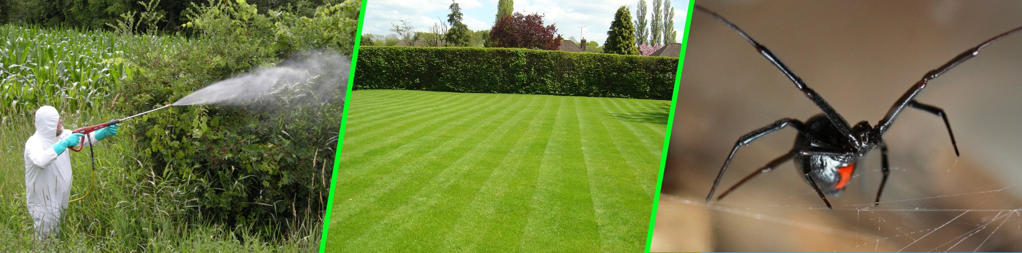 We offer lawn aeration services as well as shrub and tree pruning